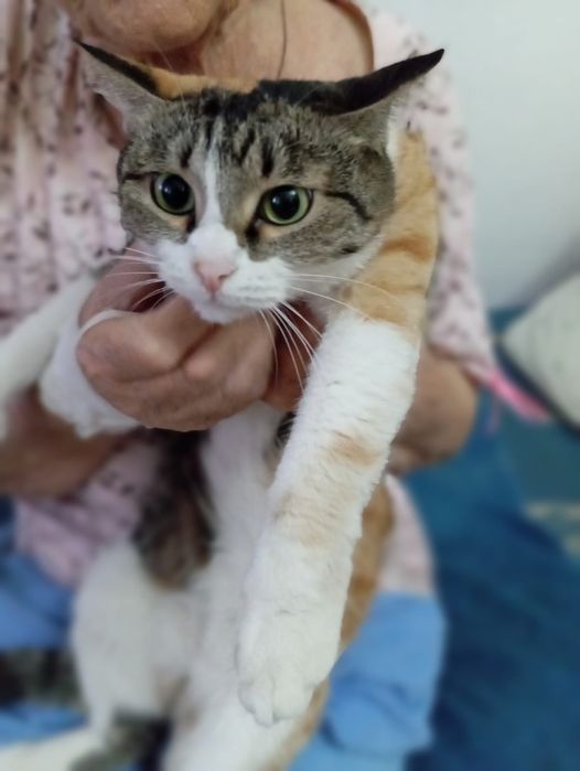 Котята бесплатно