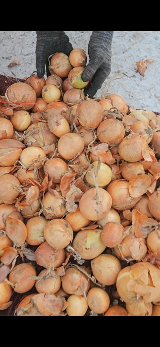 Репчатый лук Павлодар