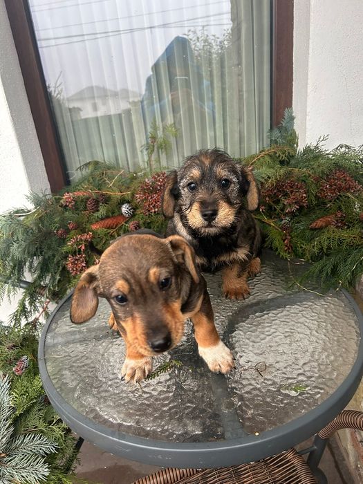 Teckel adopție donez