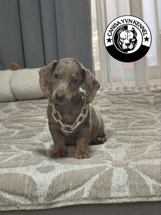 Teckel cioco merle miny