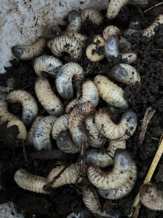 Продам личинок .