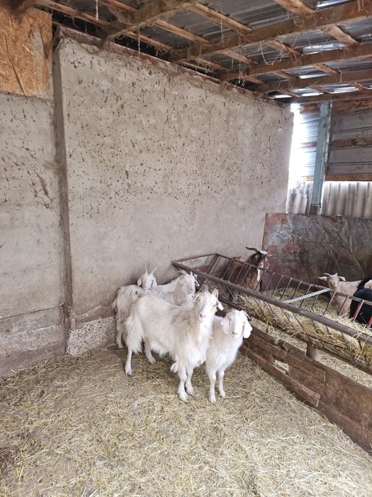Продам коз оптом