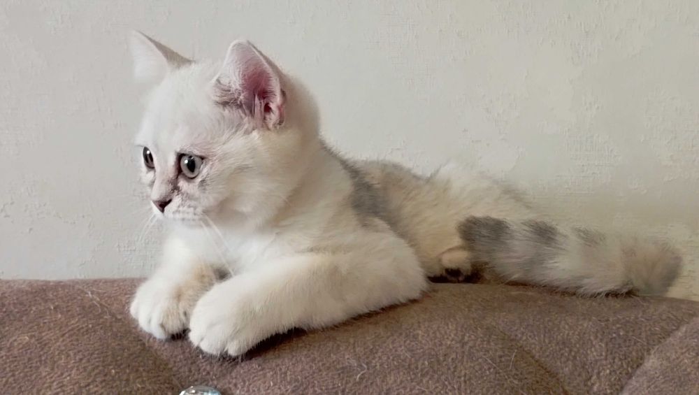 Британские шиншиллы