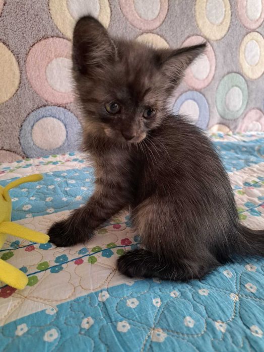 Отдам котят в добрые руки