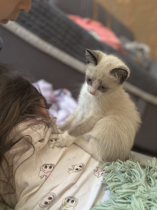 Котенок.