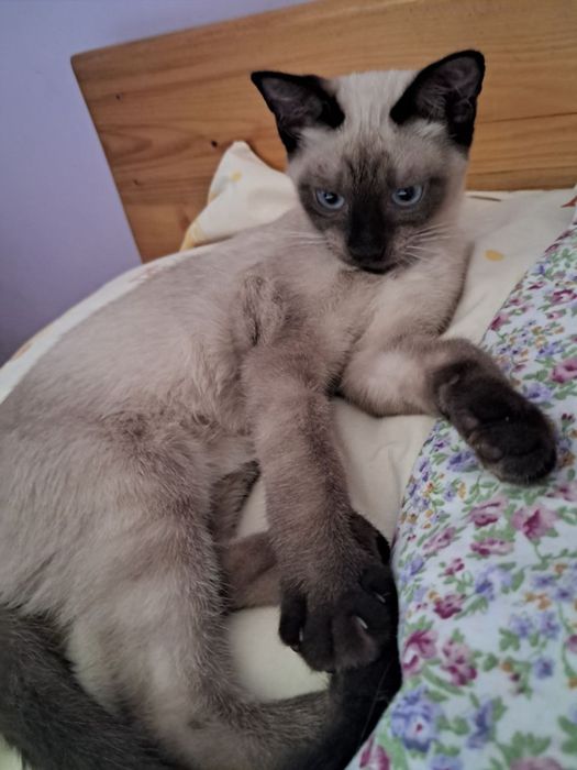 Продаётся Сиамский котик