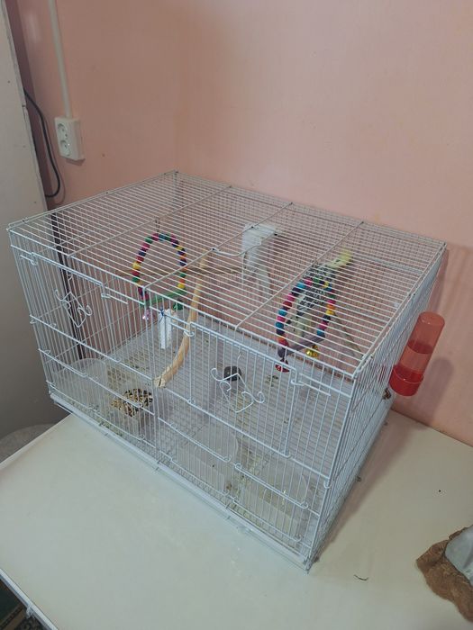 Поющие Кареллы  папугай +клетка