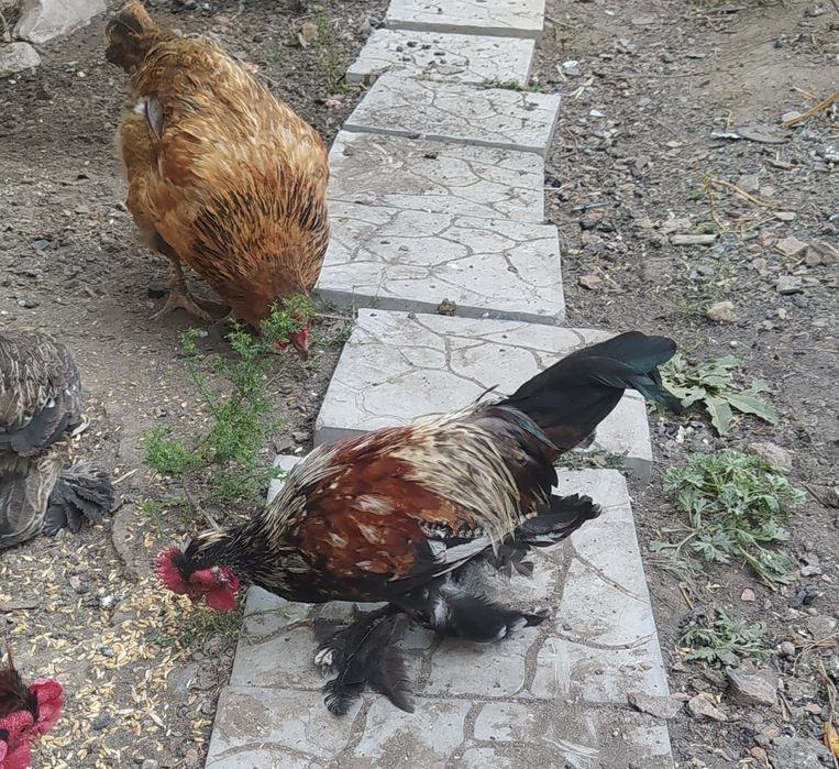 Карликовый петушок, "Бентамка"