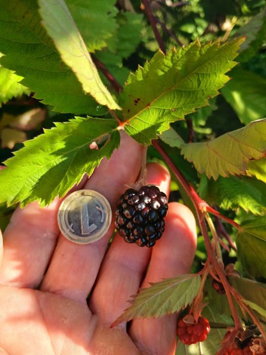 Корени култивирани къпини