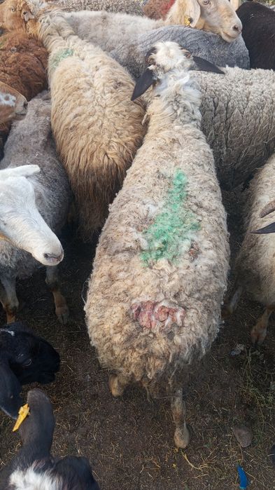 Продаются бараны жирные