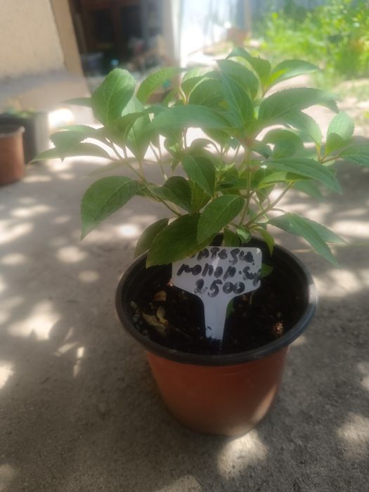 Продам кустарники
