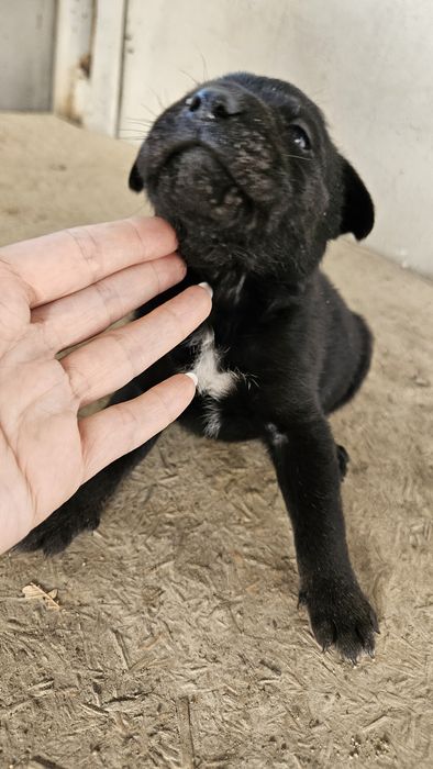 Щенки мать помесь канекорса с лабрадором