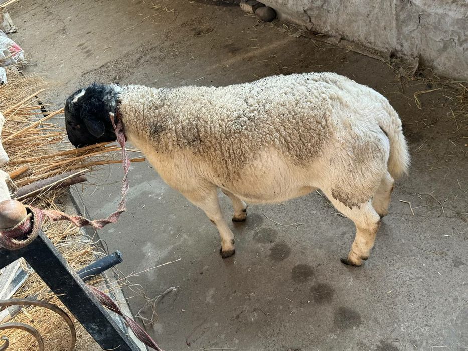 Дорпер кучкор сотилади