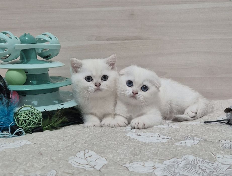 Серебристые шиншиллы