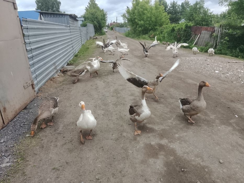 Продам продам гусят