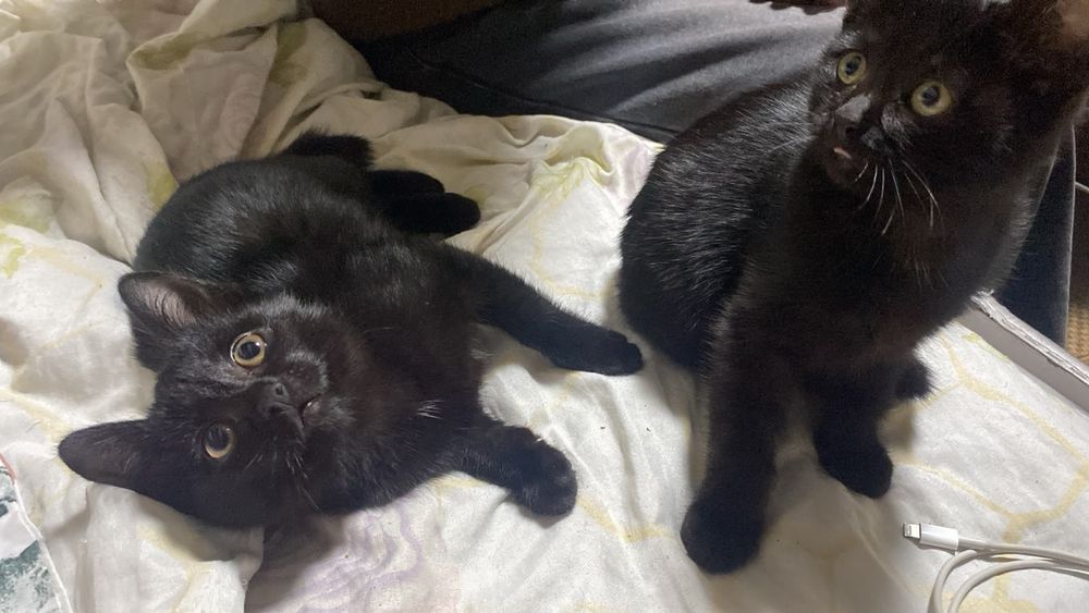 Котята ищут дом!