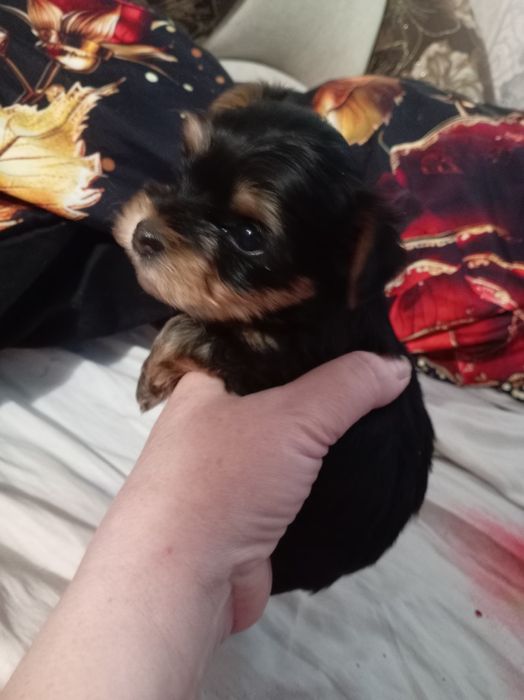 Продам щенка йорка
