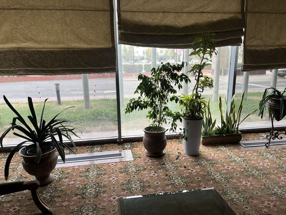 Комнатные растения, для офиса в премиальных горшках