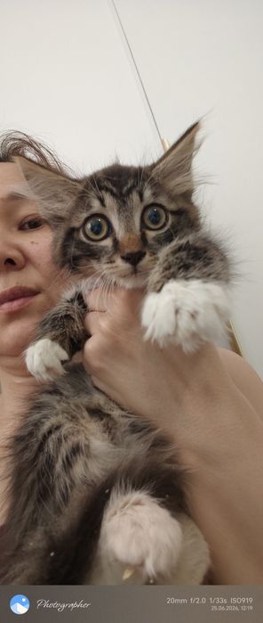 Милый котенок мальчик