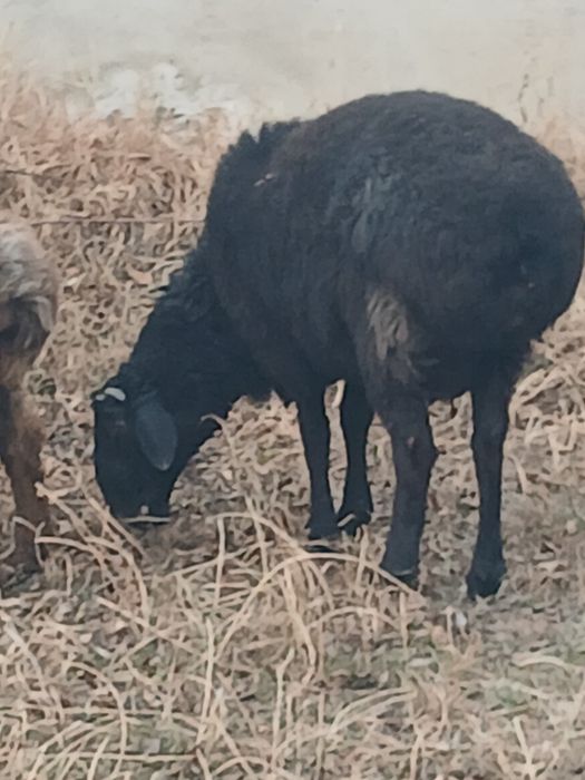 Куй.казоки кучкор.