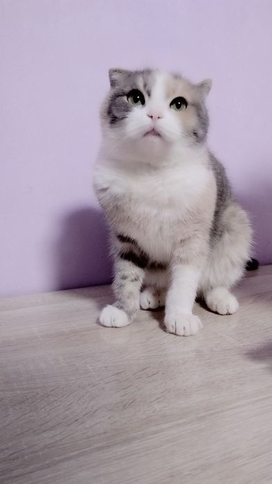 Шотландский вилоухий (скоттиш фолд)