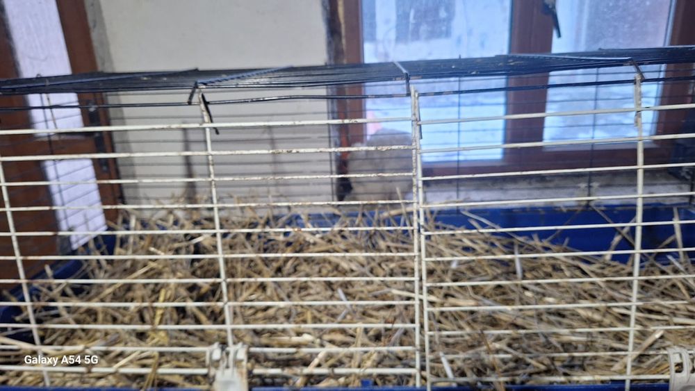 Vand iepuri rex si metis de rex