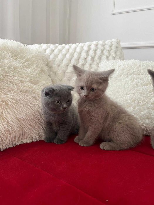 5 Pui de British longhair