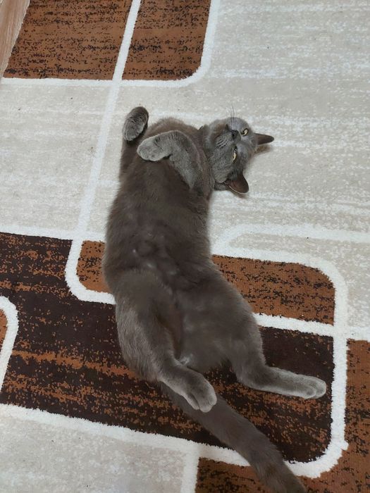 Отдам ласкового кота