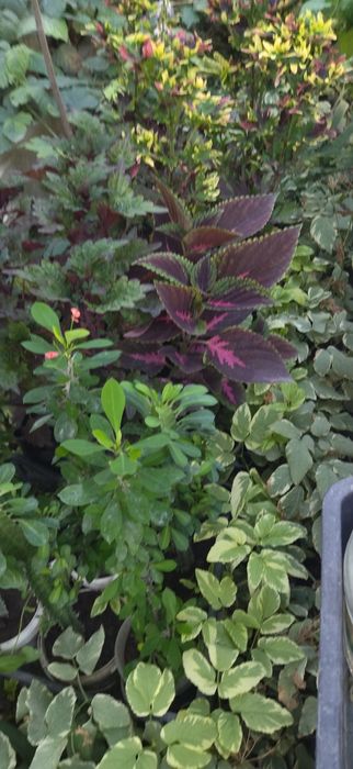 Продам комнатные цветы