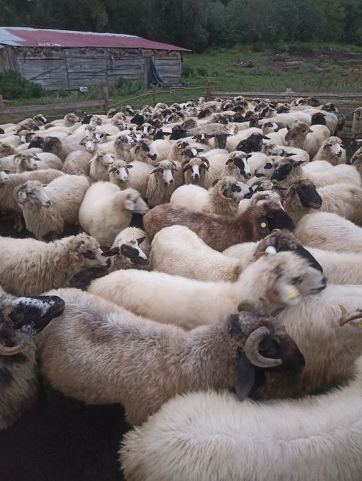 150 de oii de vânzar
