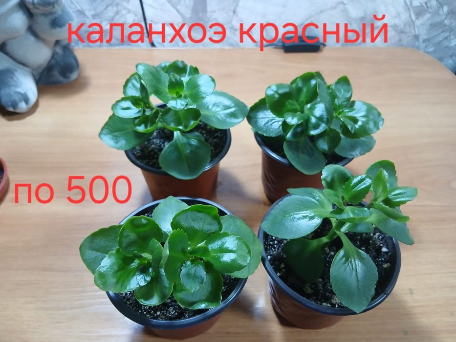 Продам домашние растения