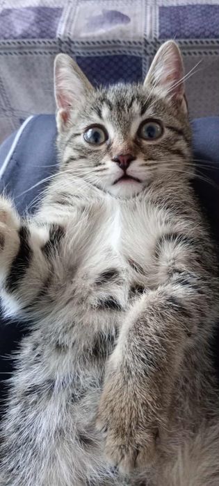 Подарявам малко котенце на около 3-4 месеца