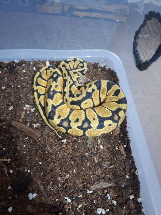 Boa Constrictor Hypo DH 100% vpi Leopard sarpe serpi
