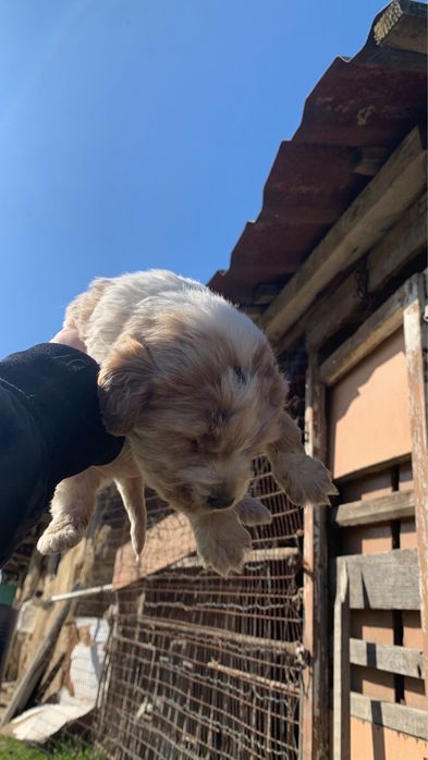 Мини Кокер на почти 3 месеца