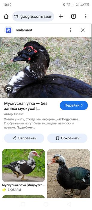 Индаутка гбрит кон бузушга