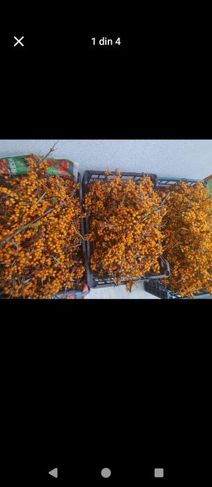 Cătină proaspătă