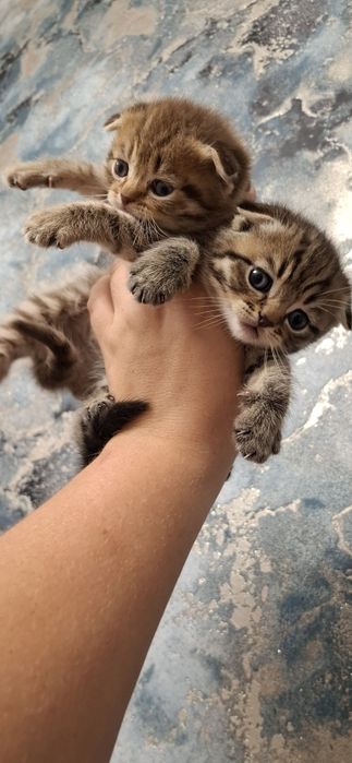 Замечательные котята шотландские