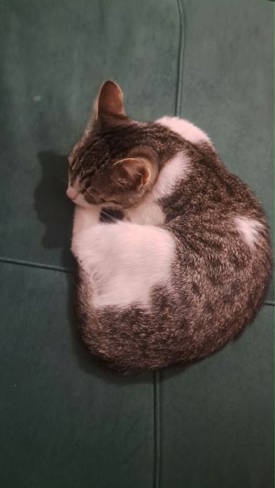 Кошка девочка 5,6айлык