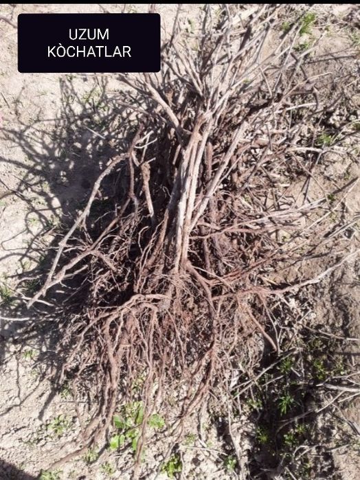 Qaynonamni striptiz qilishga ko‘ndirdim