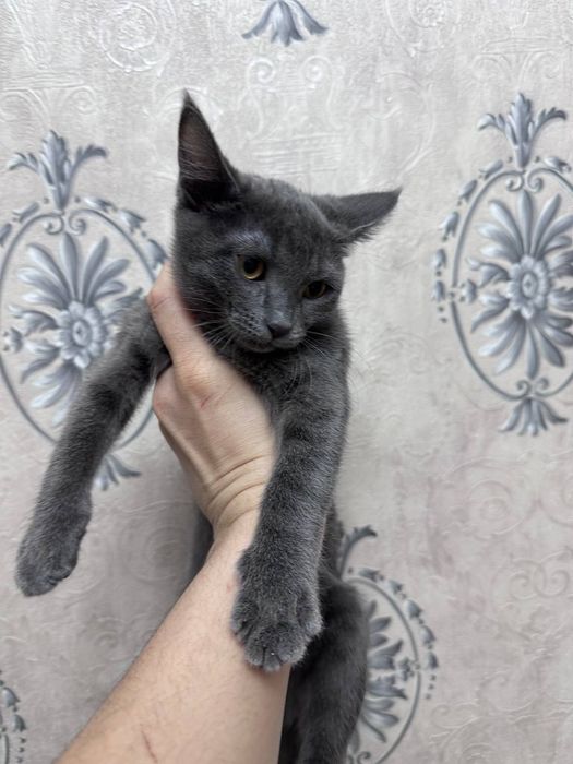 3 oy,scotish straight,latokga ozi boradi
latokga ozi boradi