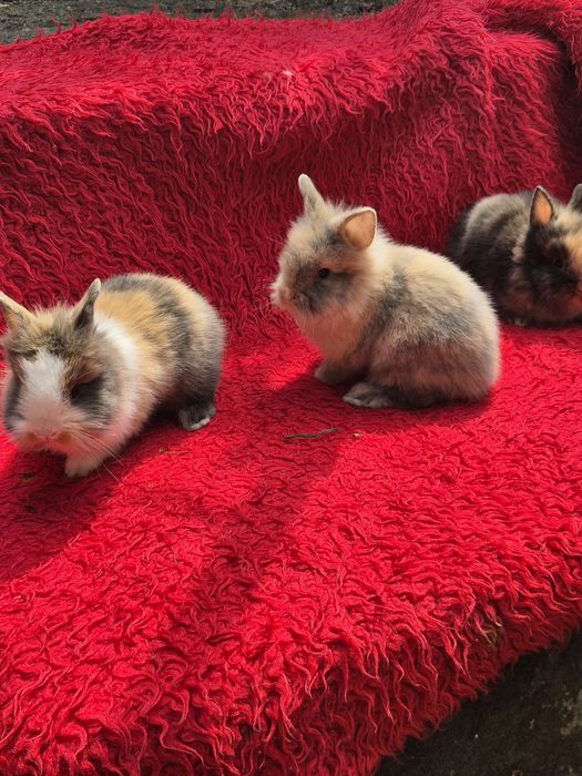 Vand iepuri cap de leu