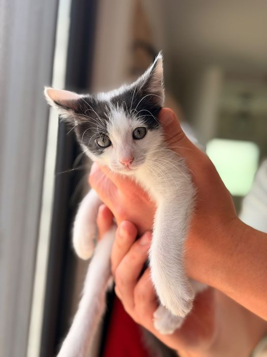Pisicuti spre adoptie