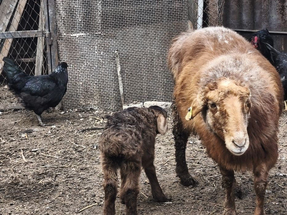 Продам барануху с ягнёнок