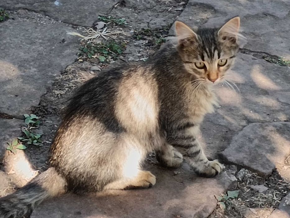 Подарявам котета