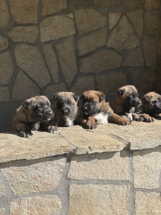 Белгийска овчарка Малиноа