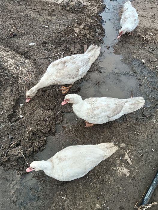 Индоутки продам пекинские одна взрослая три молодых