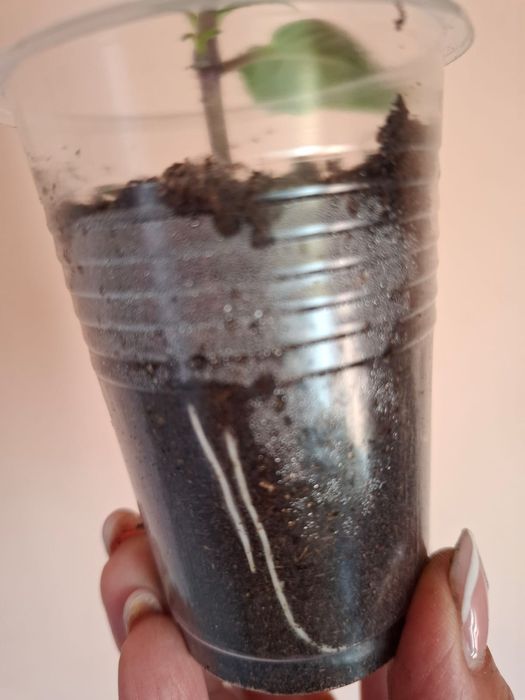 Комнатные цветы растения