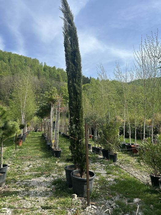 Plante ornamentale de vanzare