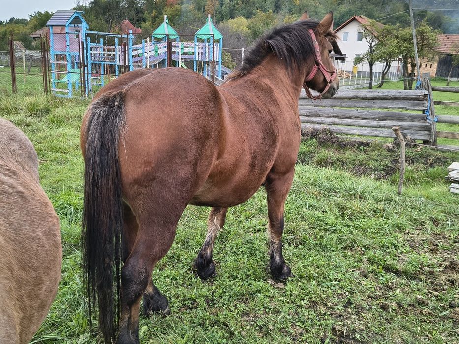 Vind iapă de 3 ani semi grea frumoasă