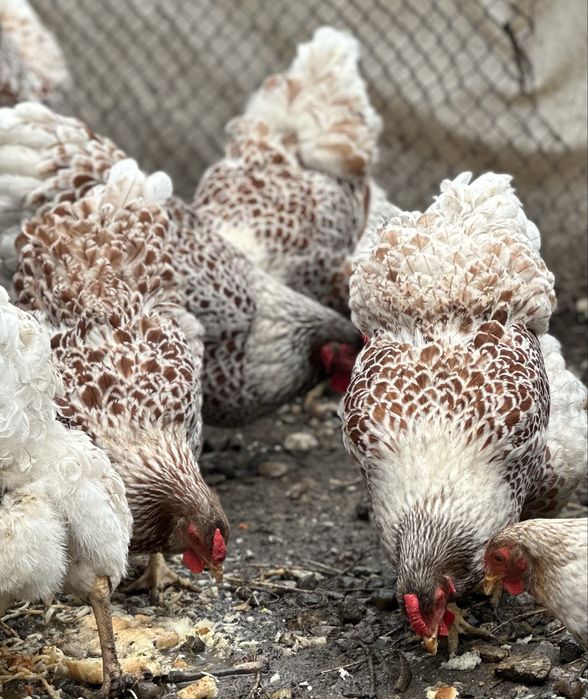 Vand oua wyandote splash